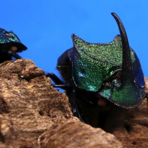 Rainbow Scarabs